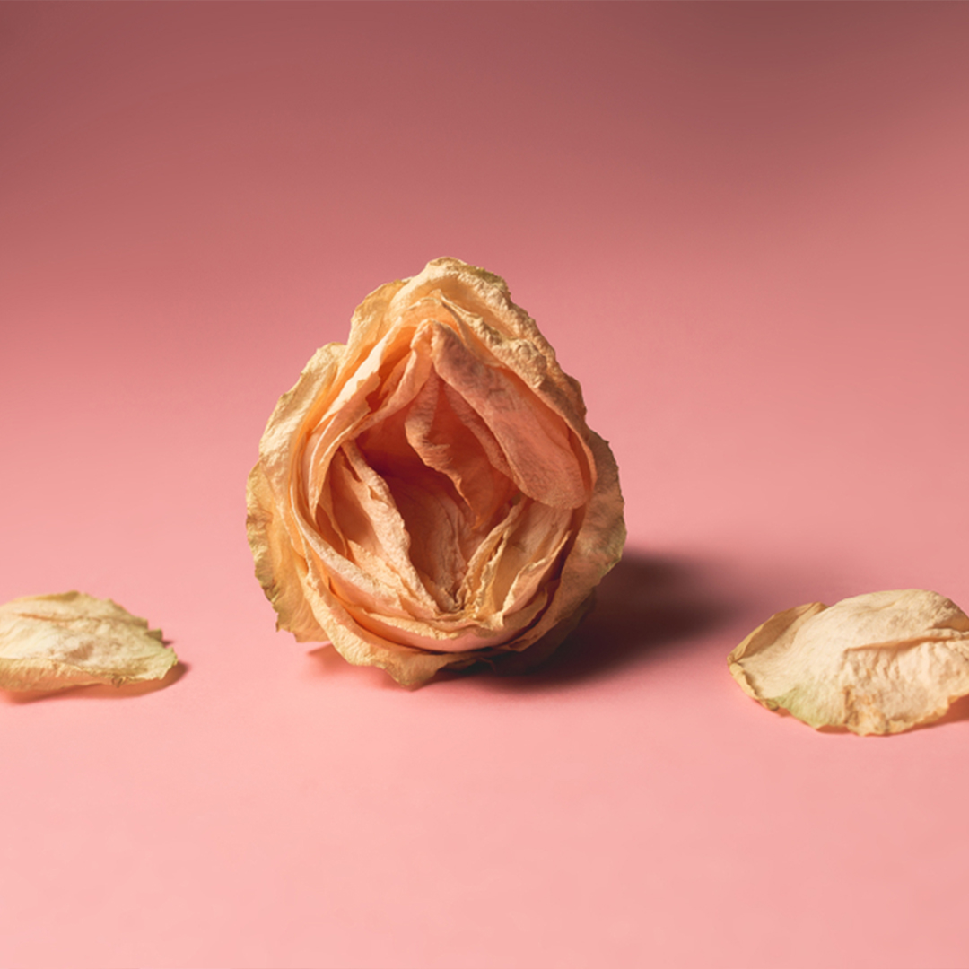Vagina Aesthetics img
